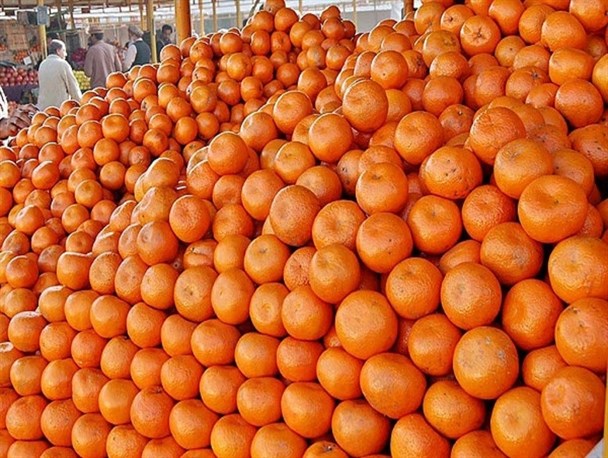 Exporting Orange https://www.younesshakib.com/fa/wp-content/uploads/2018/02/1193198.jpg