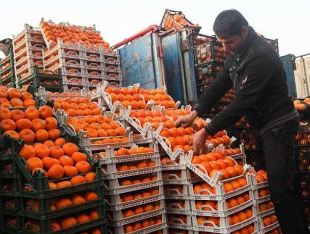 Exporting Orange https://www.younesshakib.com/fa/wp-content/uploads/2018/02/4.jpg
